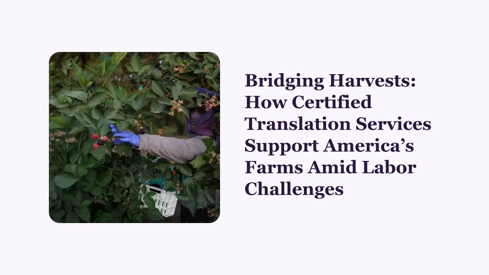 Bridging Harvests: How Certified Translation Services Support America’s Farms Amid Labor Challenges