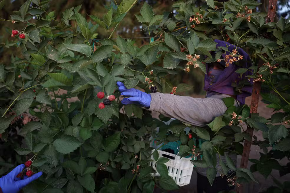 Bridging Harvests: How Certified Translation Services Support America’s Farms Amid Labor Challenges